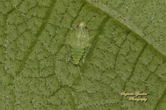 Kallitaxila granulata