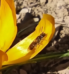 Lasioglossum