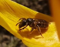 Lasioglossum
