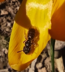 Lasioglossum