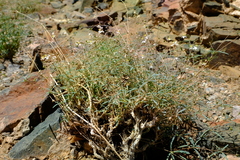 Hypertelis spergulacea