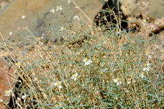 Hypertelis spergulacea