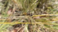 Diplacodes lefebvrii