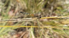 Diplacodes lefebvrii