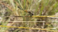 Diplacodes lefebvrii