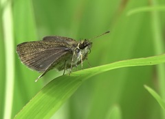 Aeromachus plumbeola