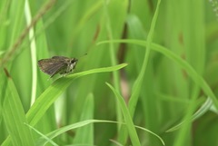 Aeromachus plumbeola