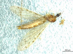 Rhipidia punctiplena