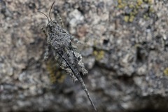 Ergatettix dorsifera