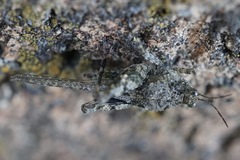 Ergatettix dorsifera