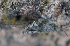 Ergatettix dorsifera