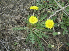 Taraxacum dissectum