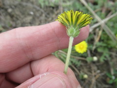 Taraxacum dissectum