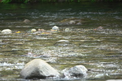 Neurobasis luzoniensis