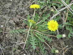 Taraxacum dissectum