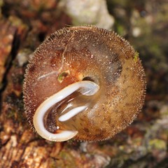 Euchemotrema