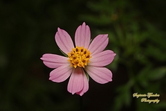 Cosmos caudatus