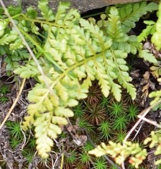Asplenium onopteris