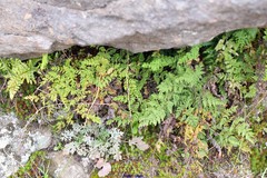 Asplenium onopteris