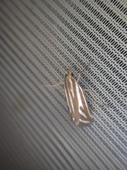 Hednota odontoides