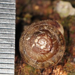 Euchemotrema