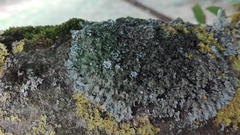 Physconia distorta subvenusta