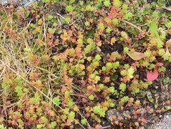 Sedum cespitosum