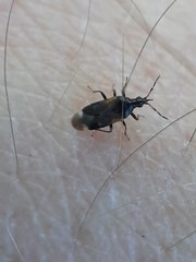 Anthocoris confusus