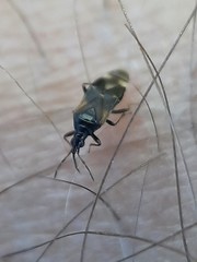 Anthocoris confusus