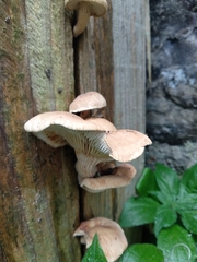 Neolentinus adhaerens