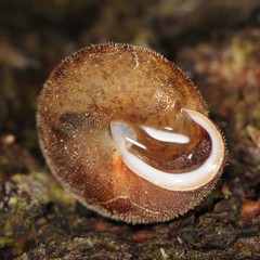 Euchemotrema