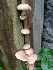 Neolentinus adhaerens