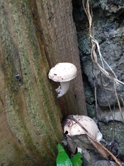 Neolentinus adhaerens