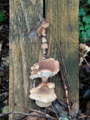 Neolentinus adhaerens