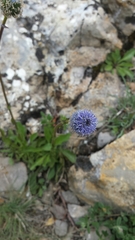 Globularia