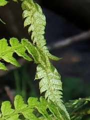 Polystichum setiferum image