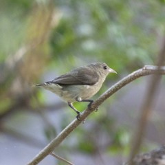 Dicaeum erythrorhynchos