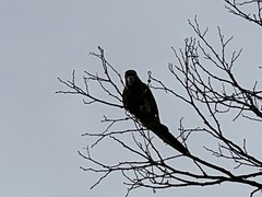 Thectocercus acuticaudatus