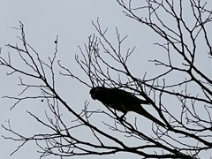 Thectocercus acuticaudatus