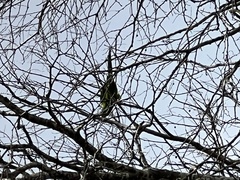 Thectocercus acuticaudatus