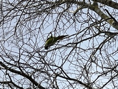 Thectocercus acuticaudatus