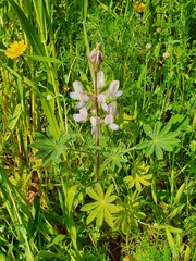 Lupinus palaestinus
