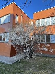 Prunus cerasifera