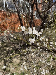 Prunus cerasifera
