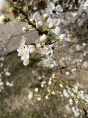 Prunus cerasifera
