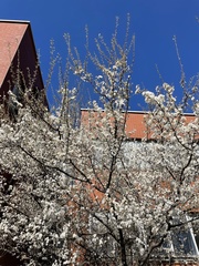 Prunus cerasifera