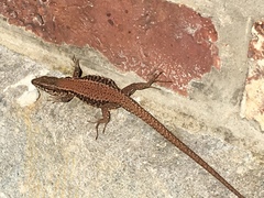 Podarcis muralis