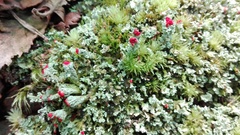 Cladonia incrassata