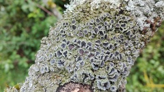 Physconia distorta subvenusta