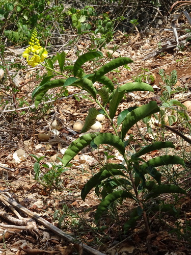 Acridocarpus zanzibaricus image